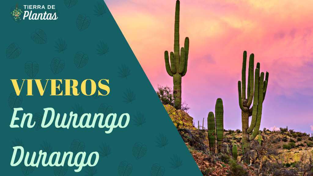Viveros en Durango Durango